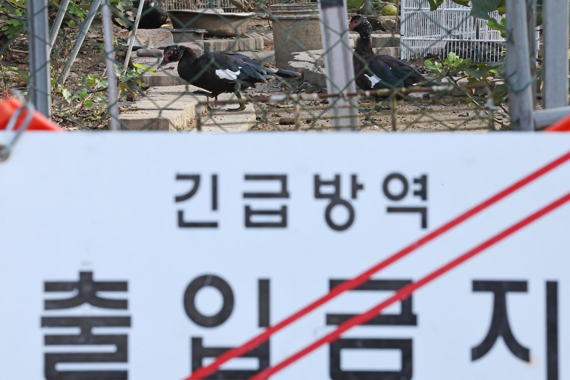Kasus flu burung yang sangat menular ditemukan di peternakan ayam petelur di Pyeongtaek

 – Beragampengetahuan
