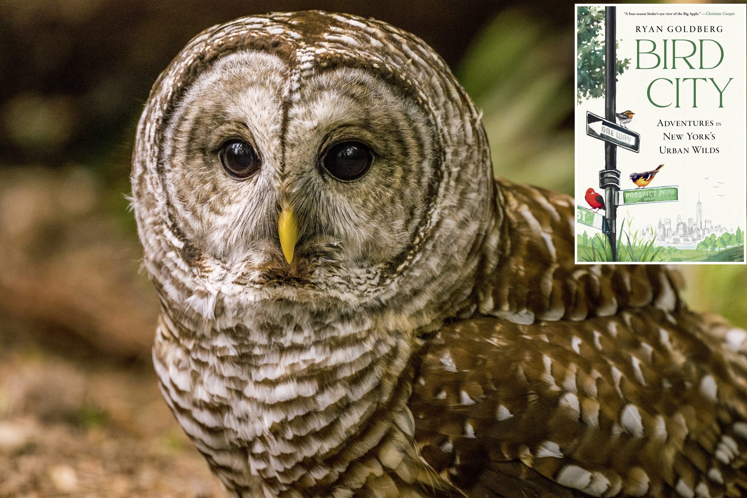 The Owl Code Tearing Apart New York’s Birders – Beragampengetahuan
