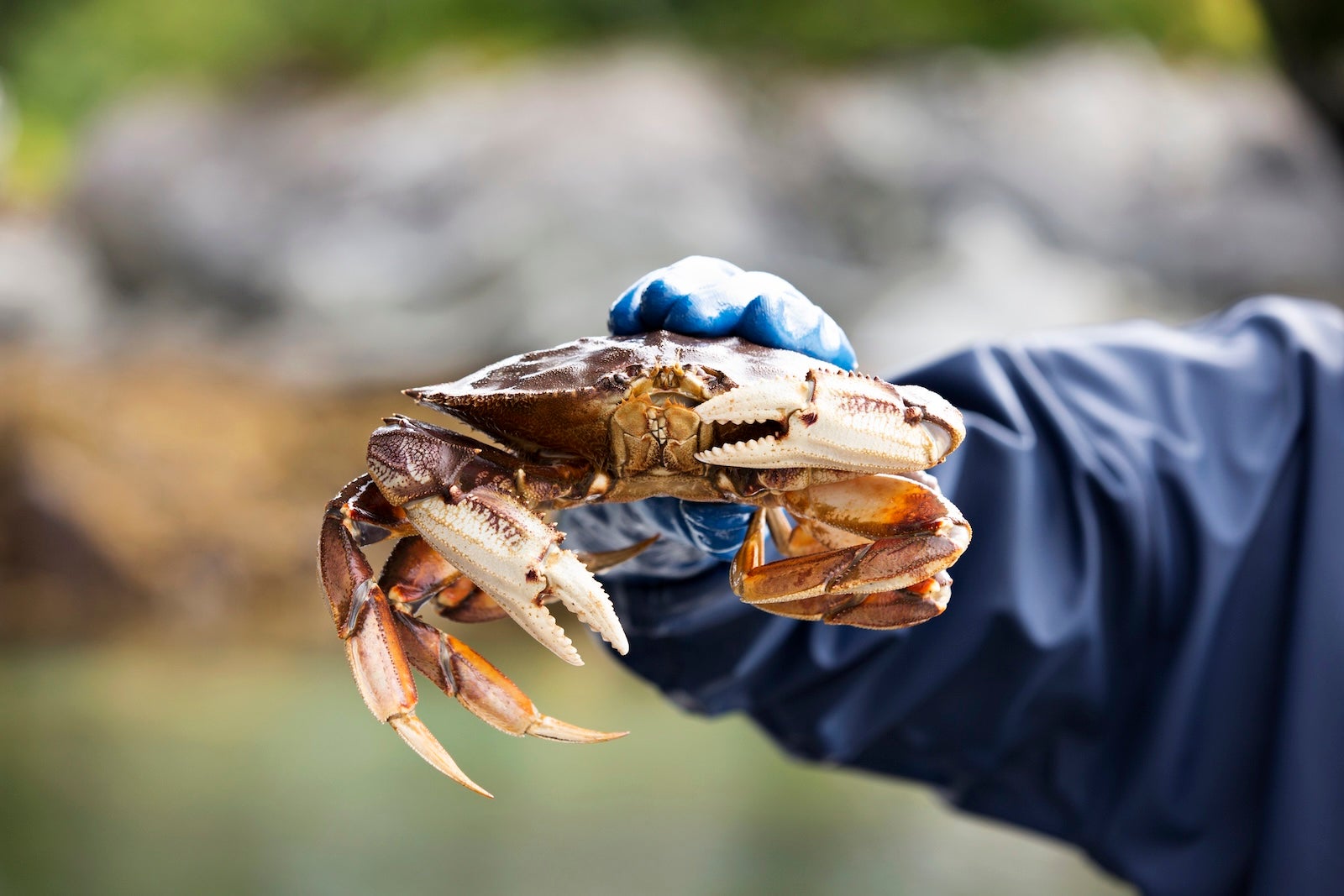 Seorang nelayan di Sitka, Alaska, memegang kepiting Dungeness hidup yang baru dikeluarkan dari pot kepiting.