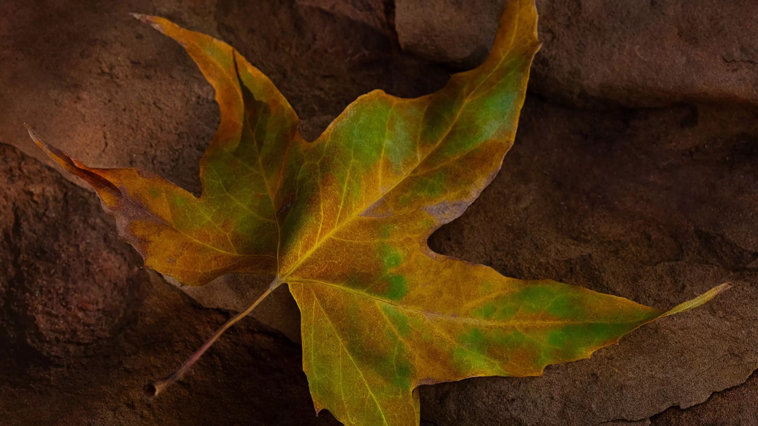 Subjek pekerjaan – Daun

 – Beragampengetahuan