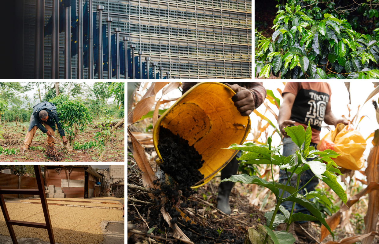 Green Coffee and Policy Whiplash – Beragampengetahuan