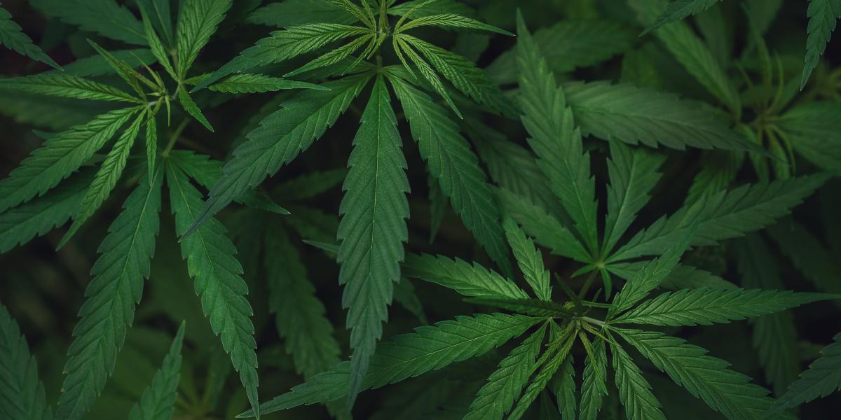 Sementara Trump mempertimbangkan untuk mengklasifikasi ulang ganja

 – Beragampengetahuan