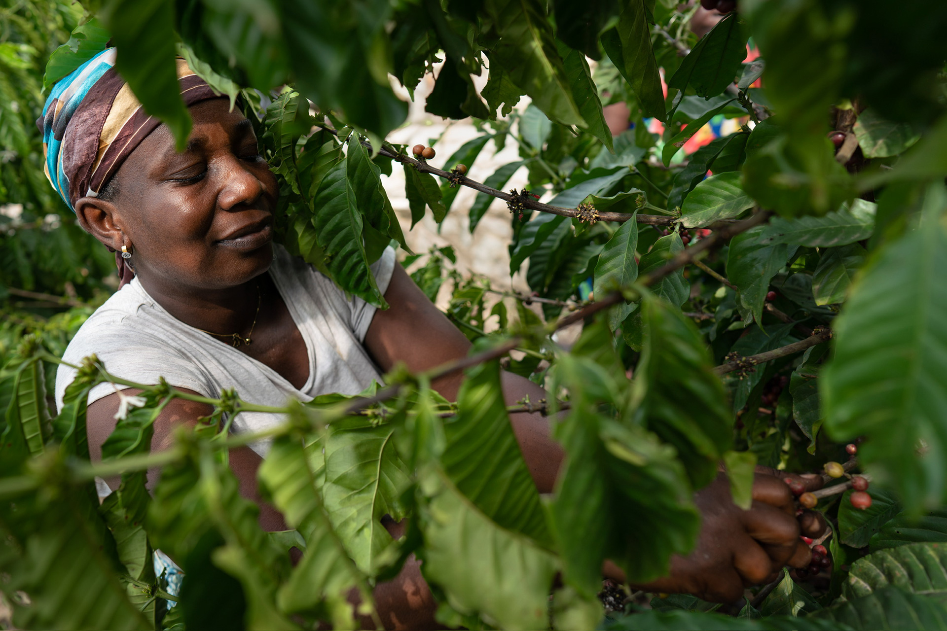 Jelajahi masa depan kopi di Ghana dalam proyek khusus beragampengetahuan

 – Beragampengetahuan