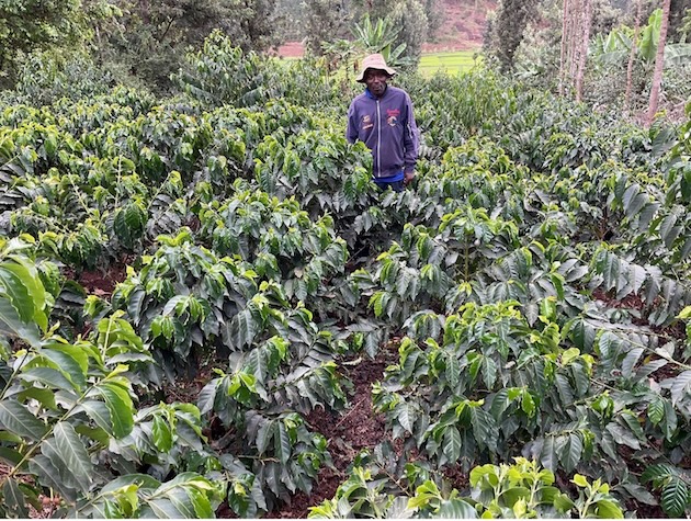 Ribuan petani kecil kopi di Kenya berisiko kehilangan pasar UE seiring diberlakukannya undang-undang deforestasi – Isu Global

 – Beragampengetahuan